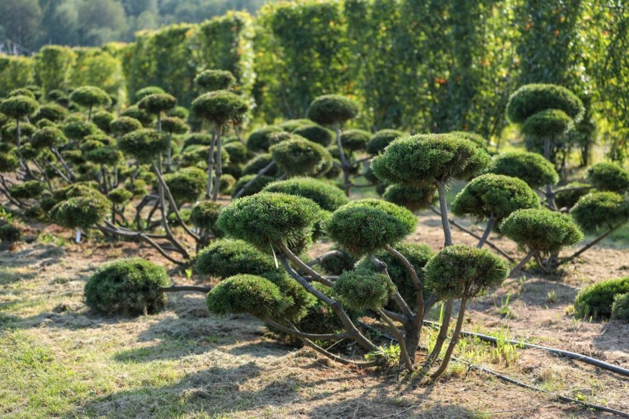 Бонсай дерево живое