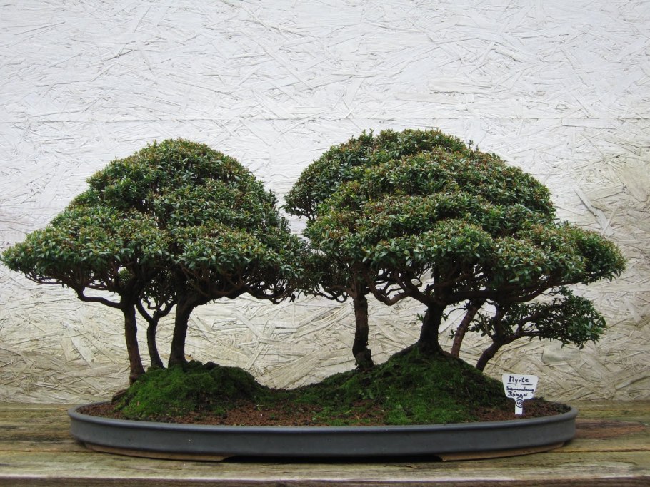 Бирючина японская бонсай