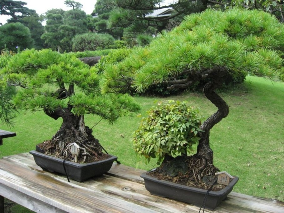 Дзельква японская бонсай