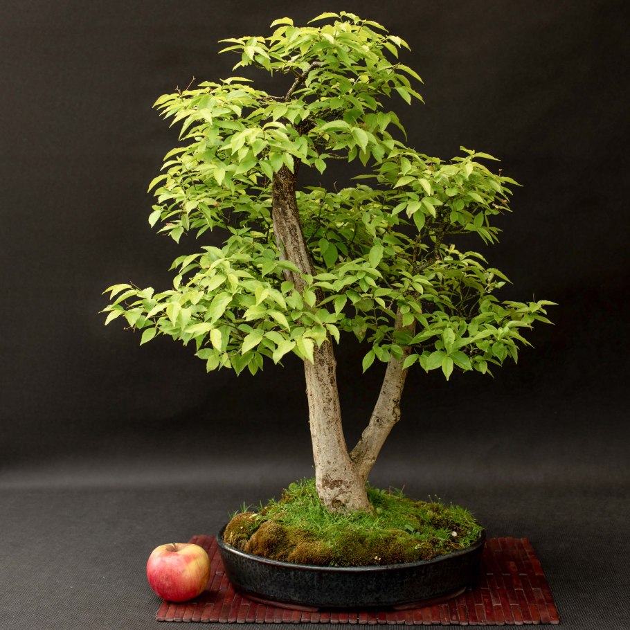 Бонсай японская белая сосна