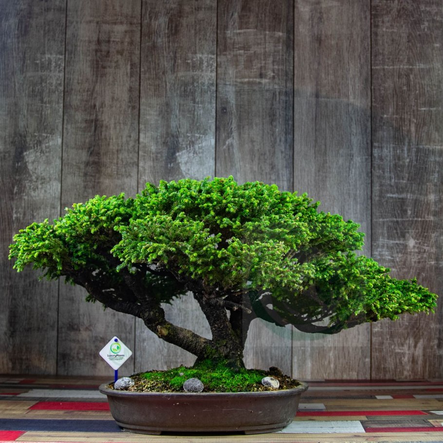 Канадская ель Коника бонсай