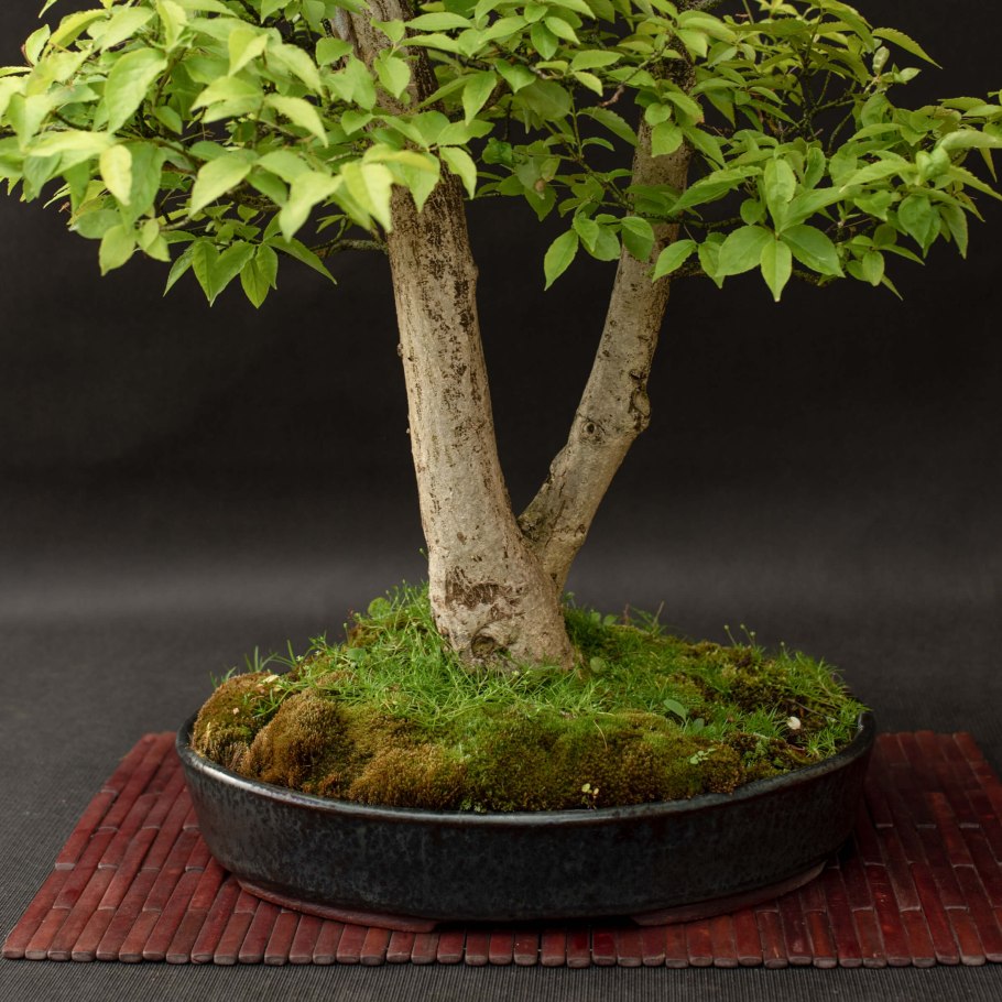 Лесотундра низкорослая береза