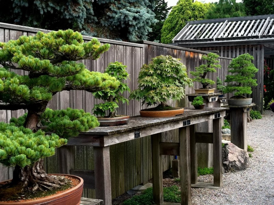 Парк бонсай Япония