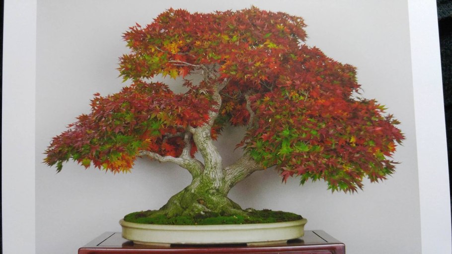 Береза Голден Дрим