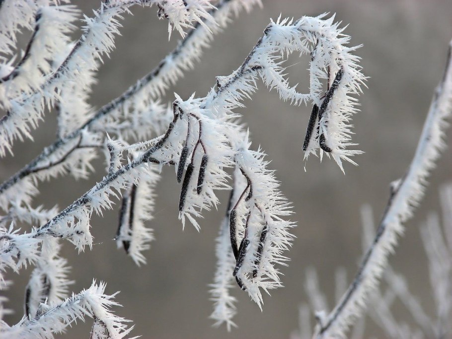 Ветер лес папоротник