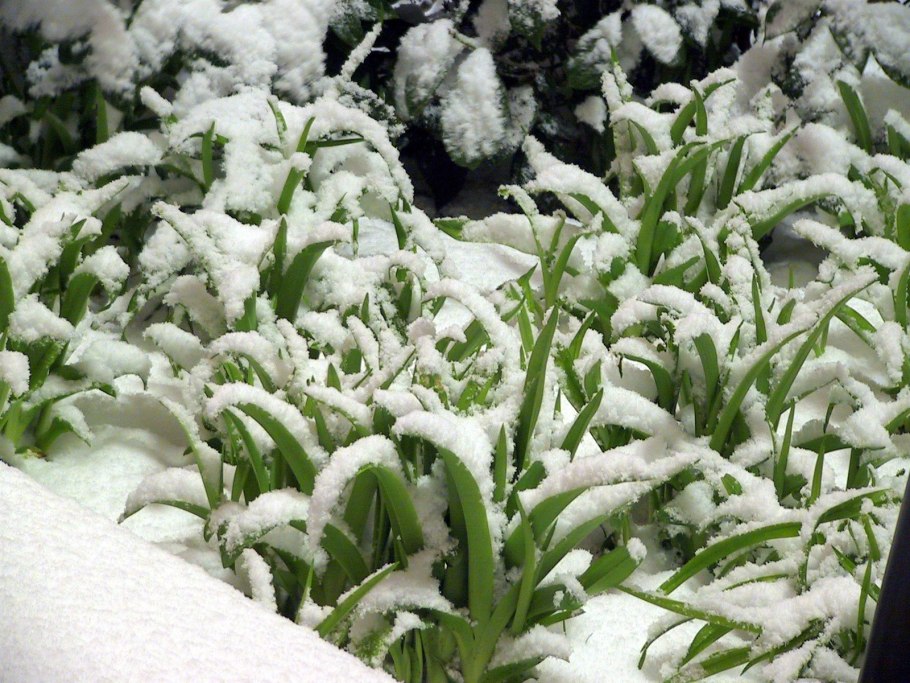 Папоротник в снегу
