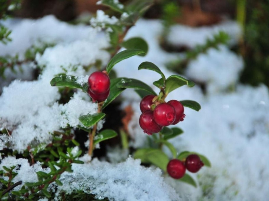 Белые заснеженные ветки