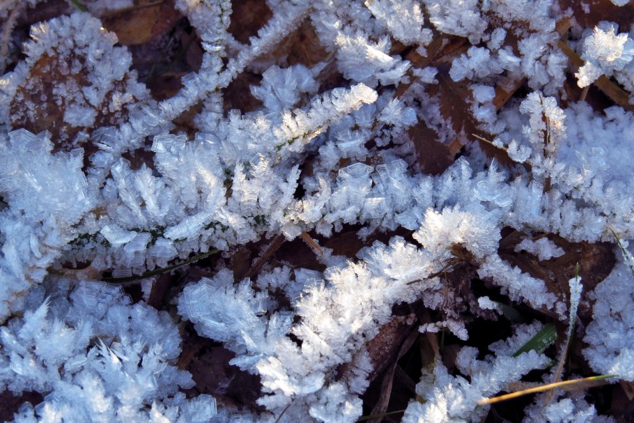 Рассада под снегом