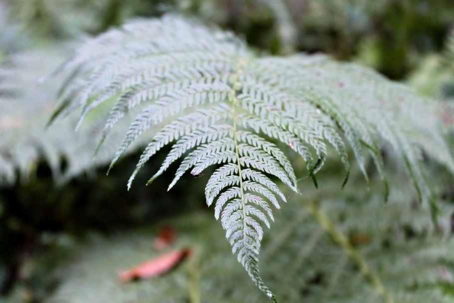 Папоротник альбинос