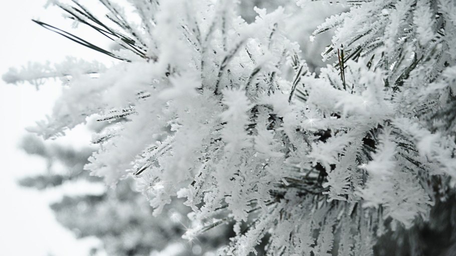 Растения для сада зимой