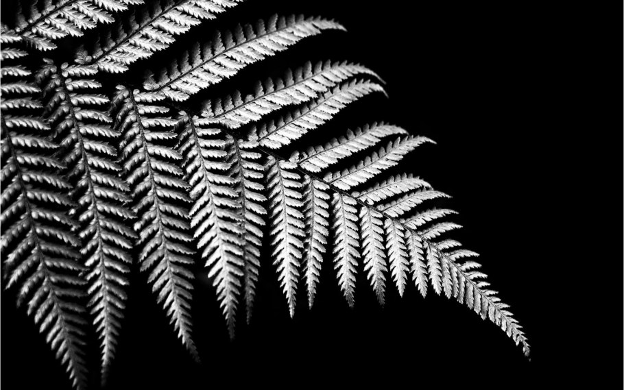 Danaea папоротник