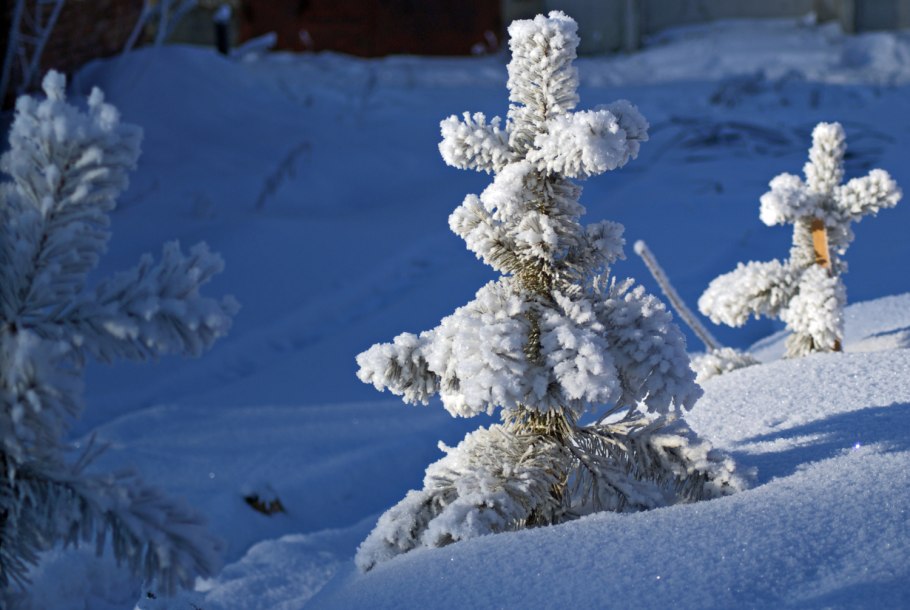 Серебряный папоротник символ новой Зеландии