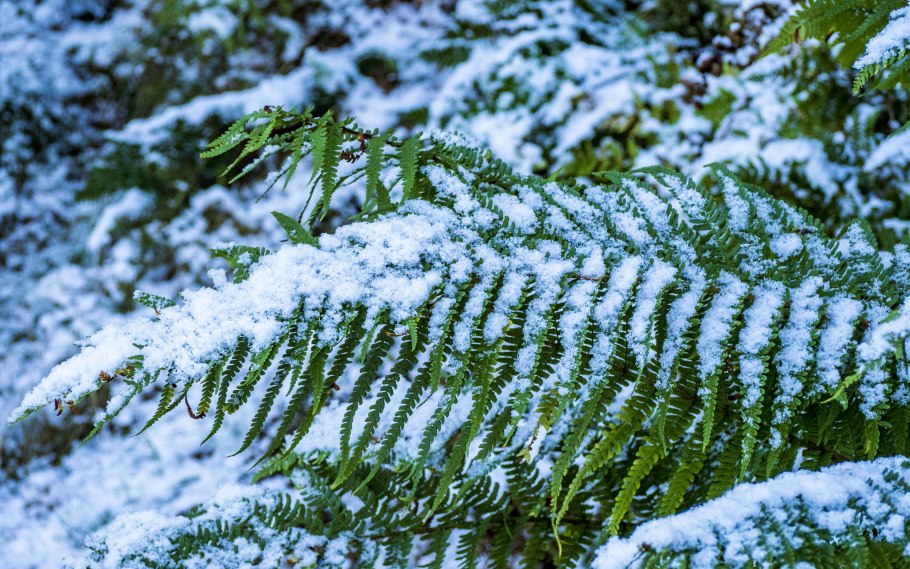 Заставка на рабочий стол зеленые листья