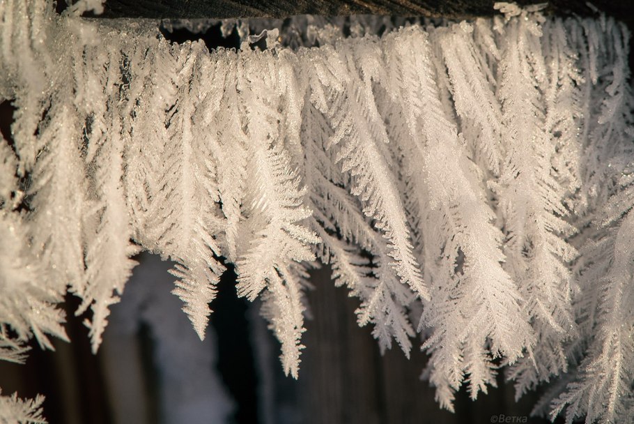 Папоротник фонтиналис