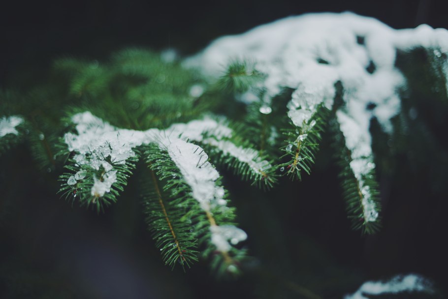 Зимующий папоротник