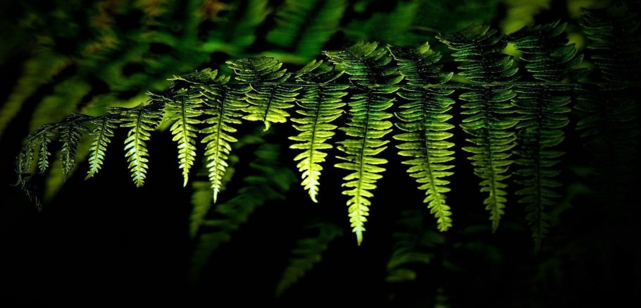 Серебряный папоротник новая Зеландия