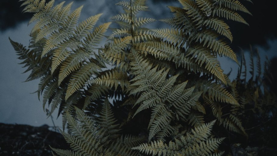 Ажурный снег на деревьях