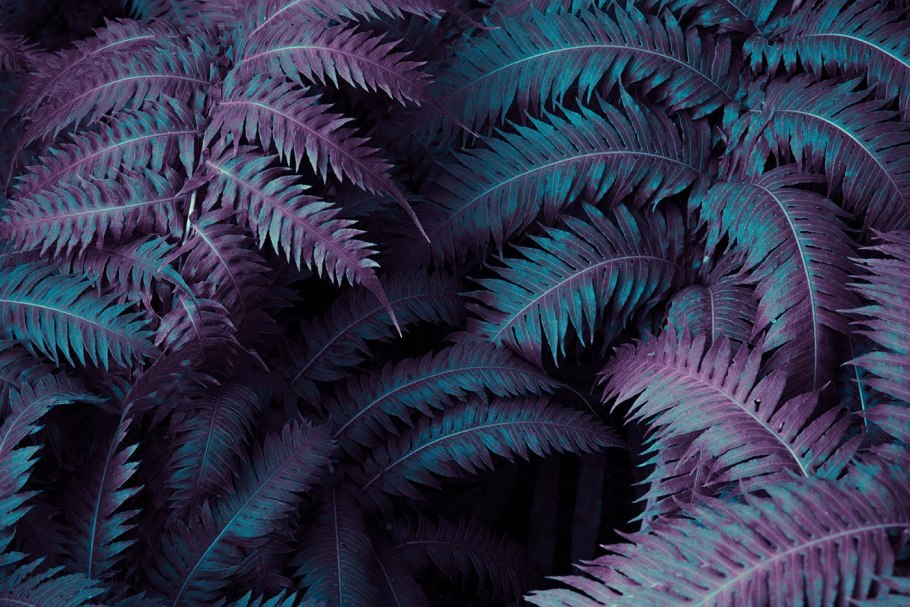 Еловые ветви в снегу