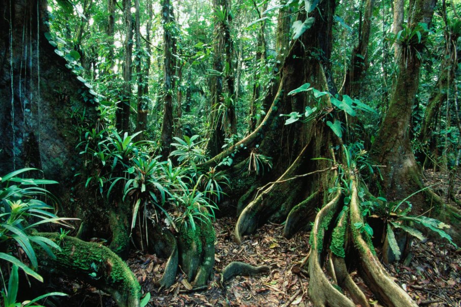 Дождевой лес Амазонии Лиана