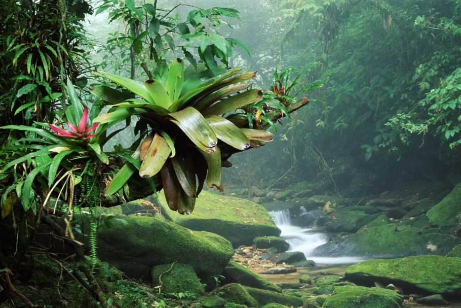 Влажные тропические леса Африки растения