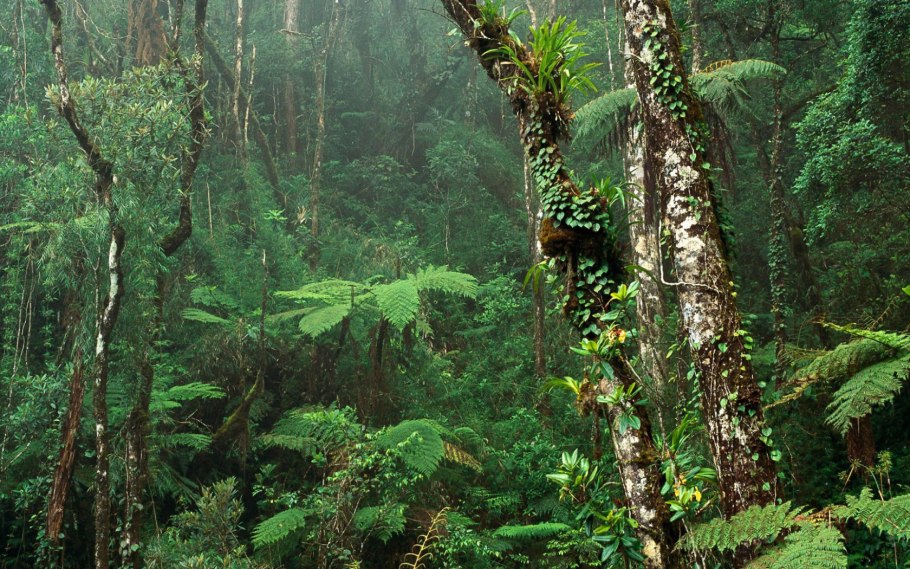 Непентес гигантский