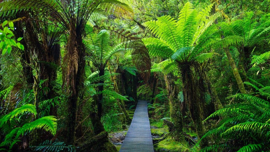 Tropical Rainforest животные