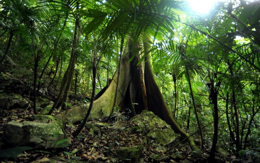 Зона влажных экваториальных лесов Африки