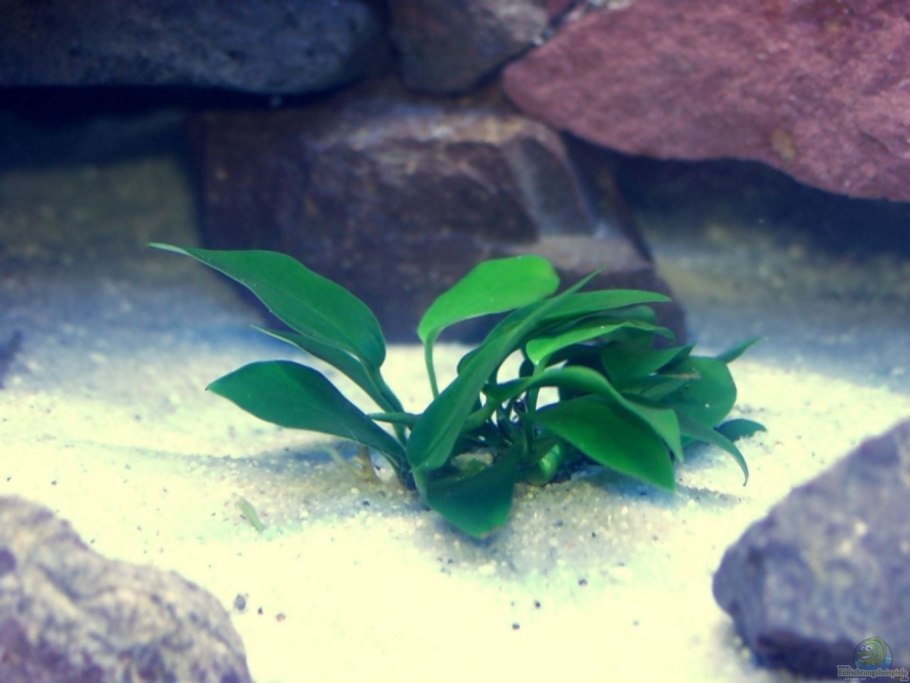 Анубиас Нана глазчатый