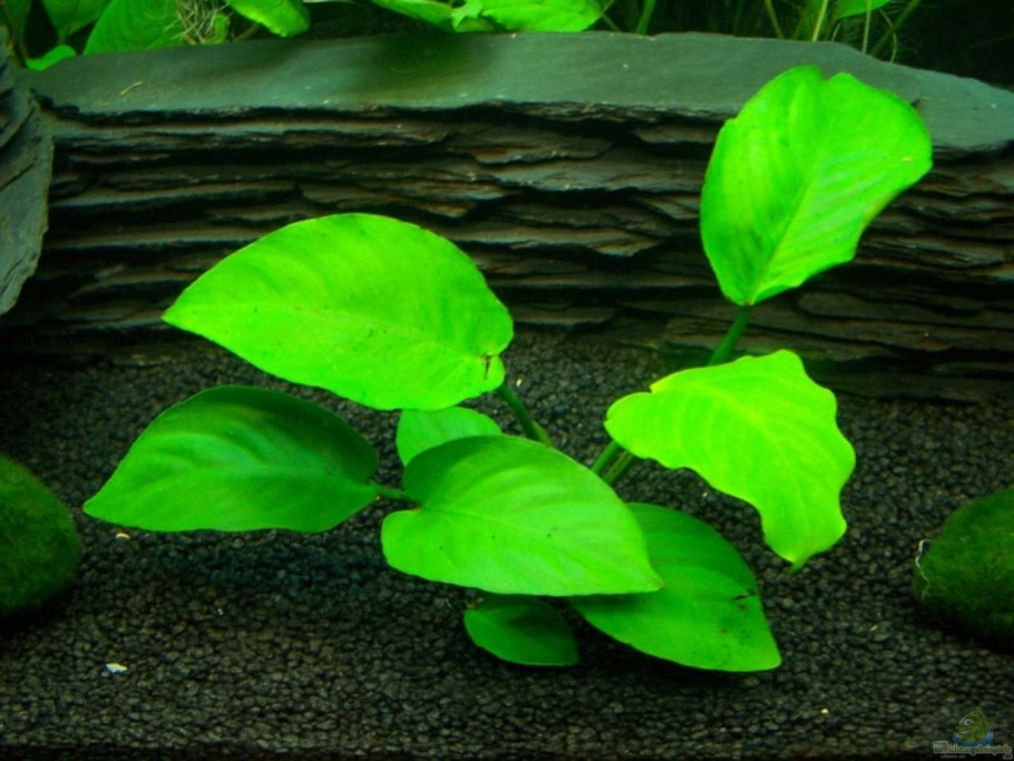 Анубиас Нана, куст