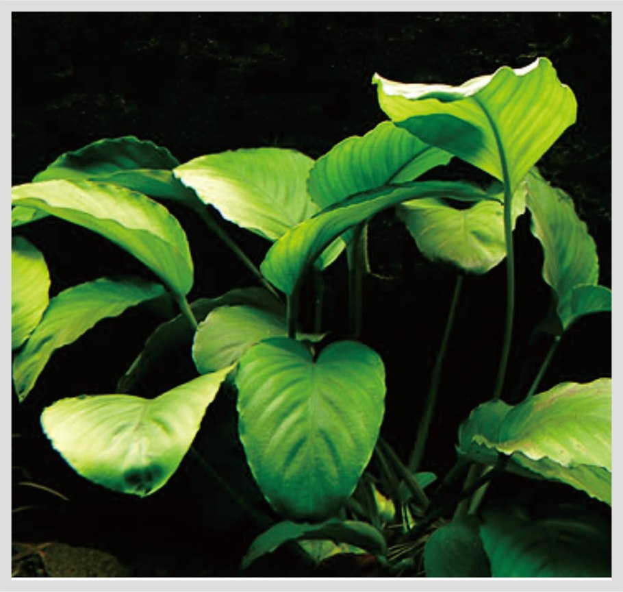 Анубиас бартера Лонг Вэви