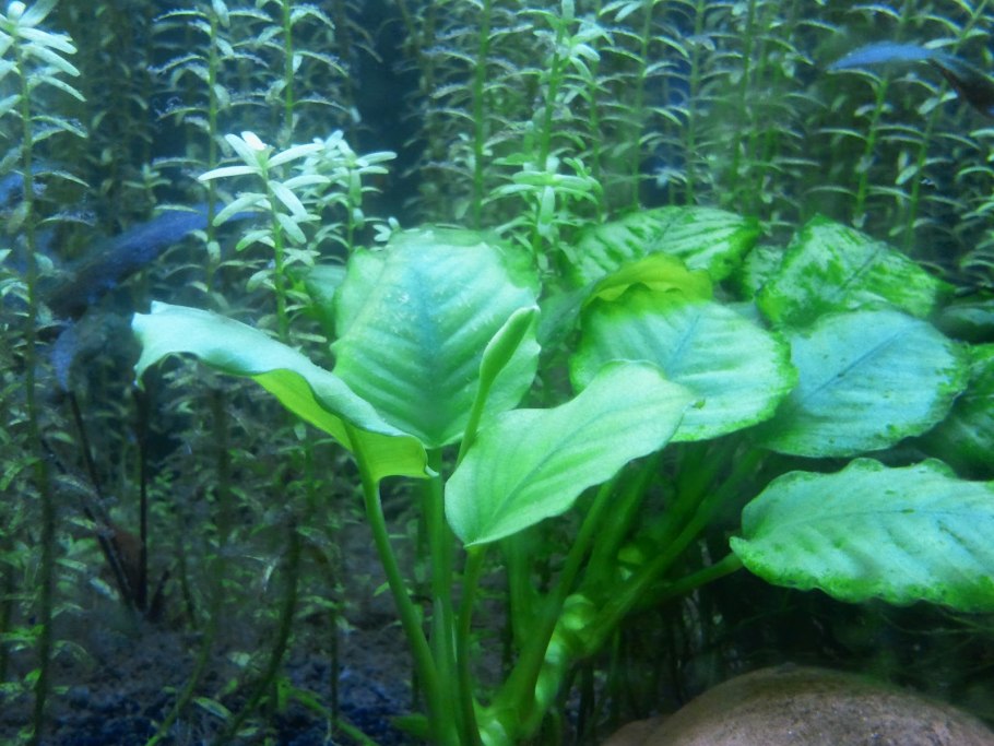 Элодея, анубиас