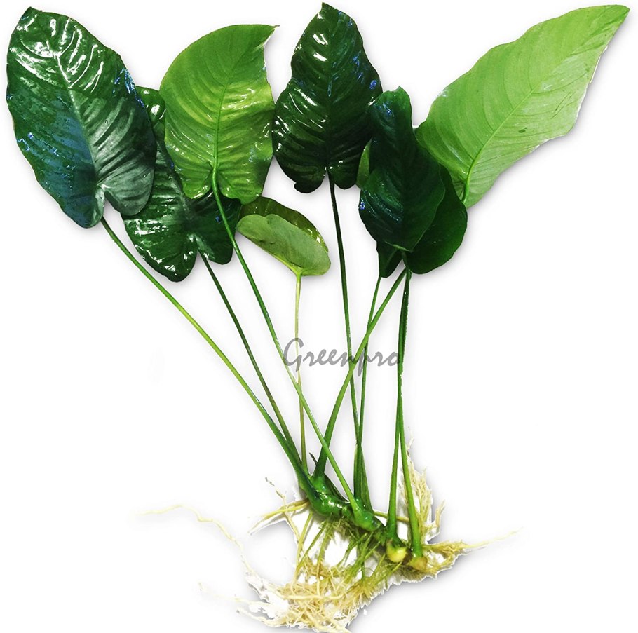 Анубиас бартера полосатый