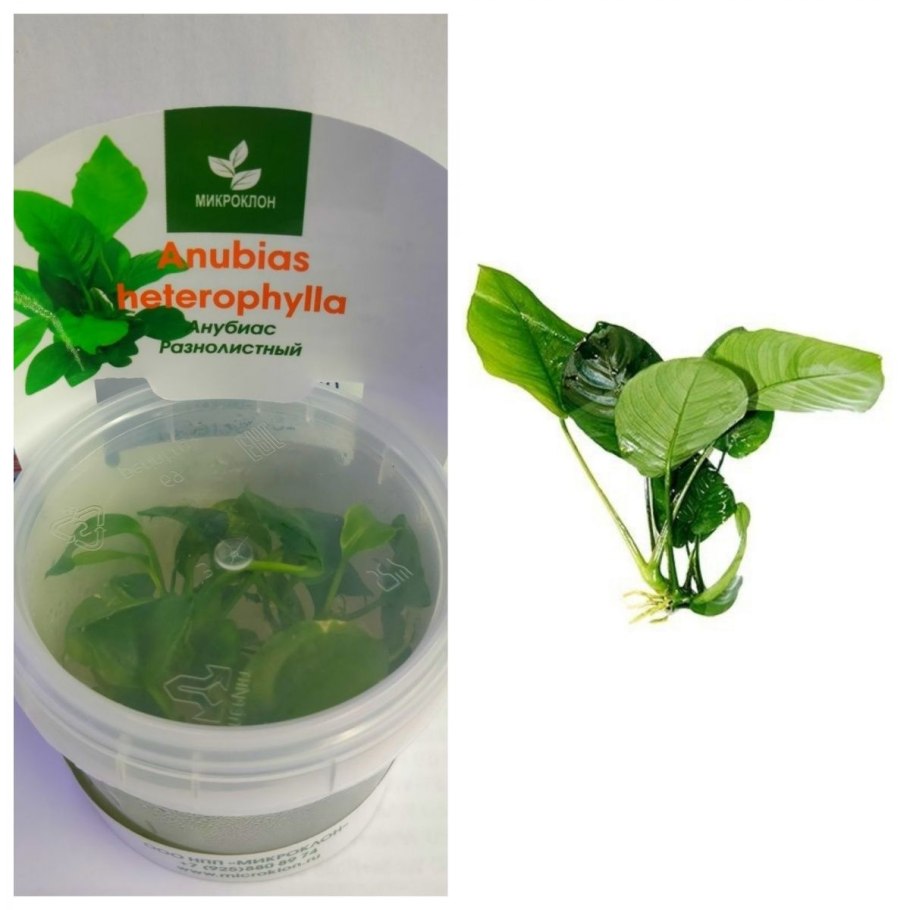 Анубиас разнолистный (Anubias heterophylla)