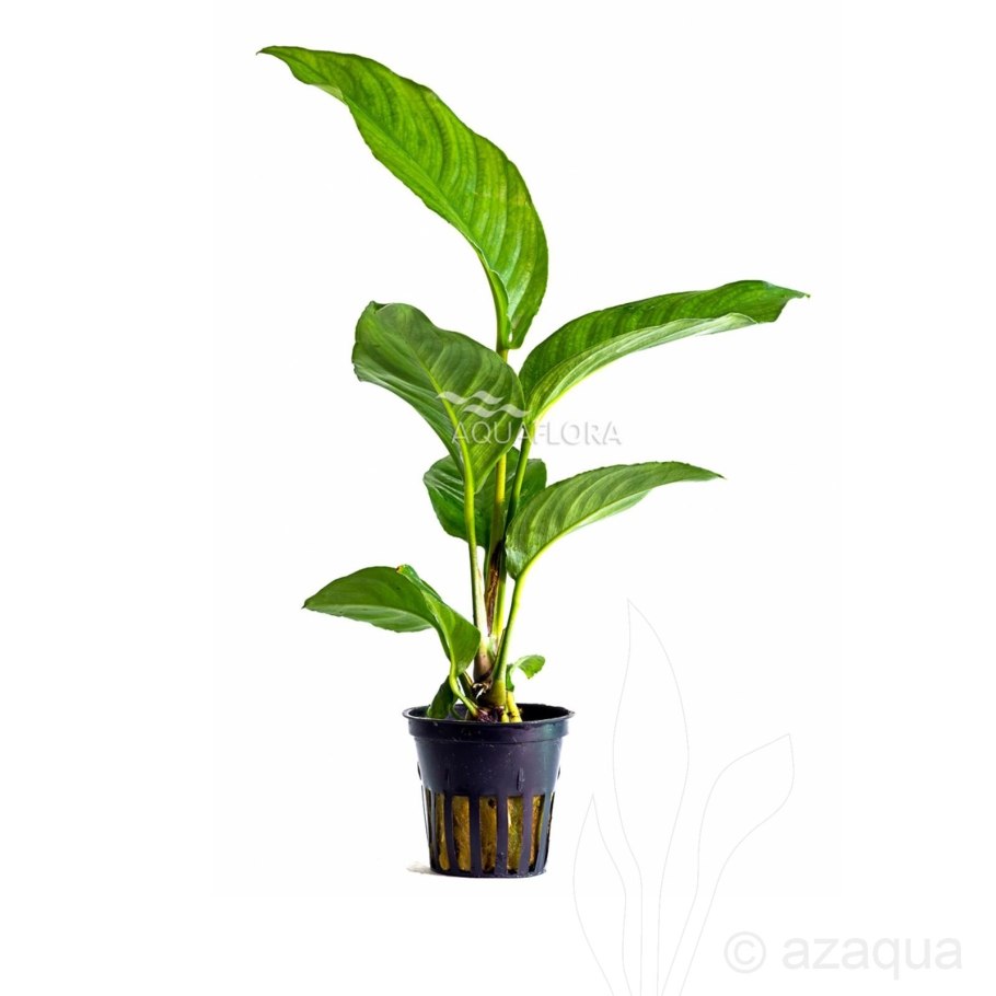 Цветет анубиас Нана