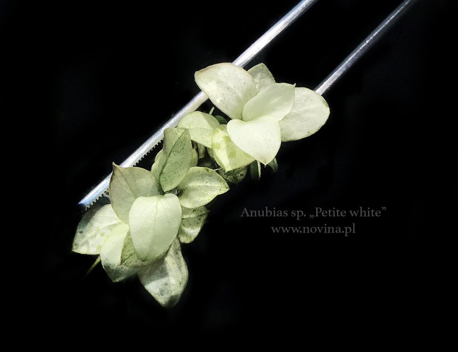 Анубиас крапчатый