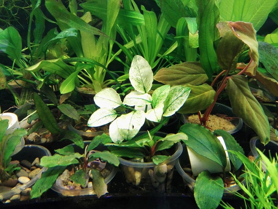 Анубиас Марбл