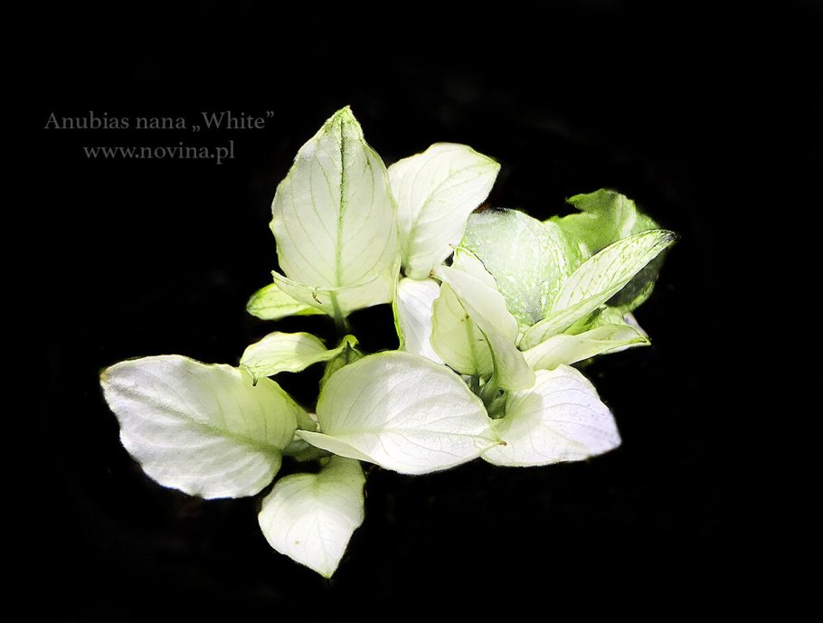 Анубиас Вьюнок