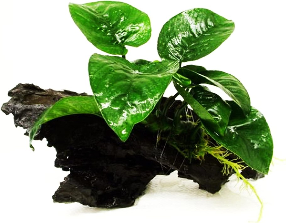 Анубиас гетерофила