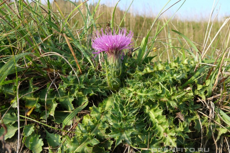 Бодяк обыкновенный (Cirsium vulgare)