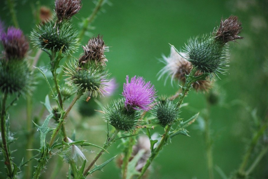 Бодяк чертополох