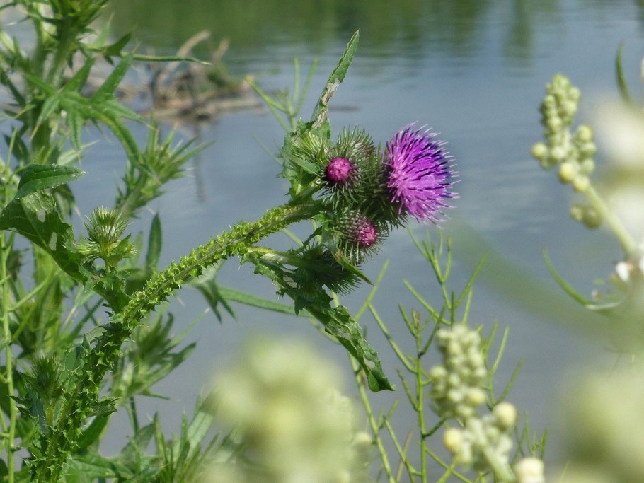 Бодяк обыкновенный (Cirsium vulgare)