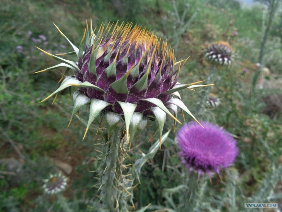 Бодяк чертополох