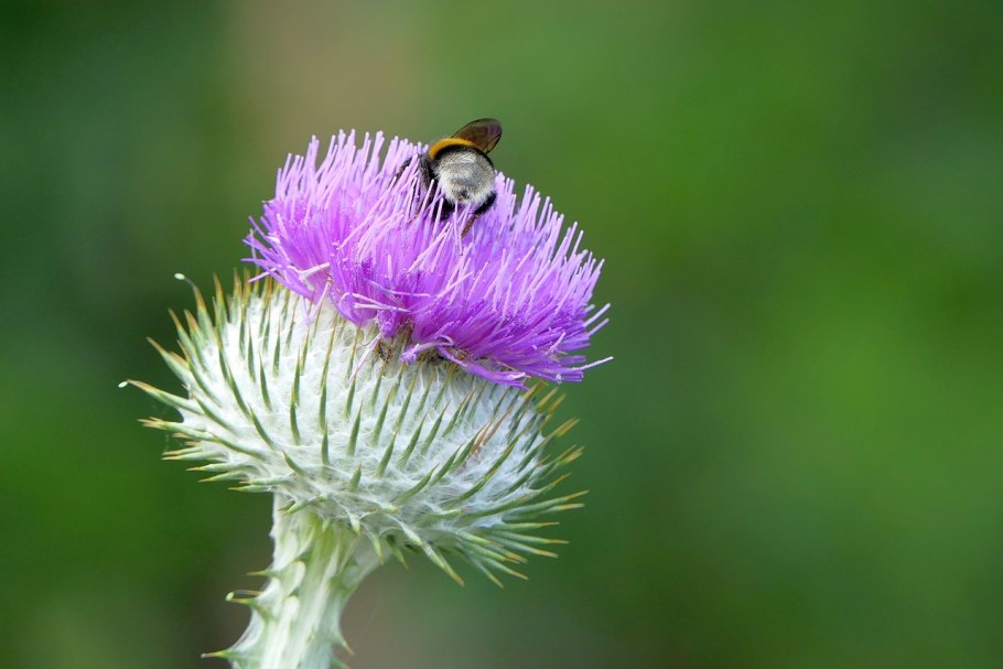 Фото чертополоха наклейки
