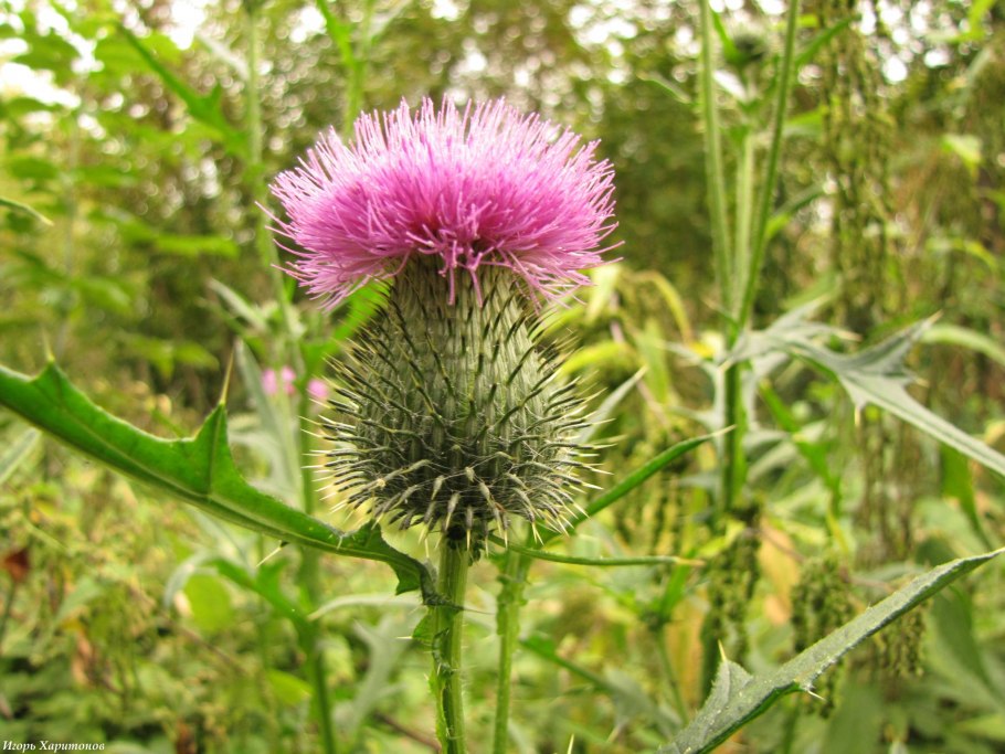 Бодяк ланцетолистный