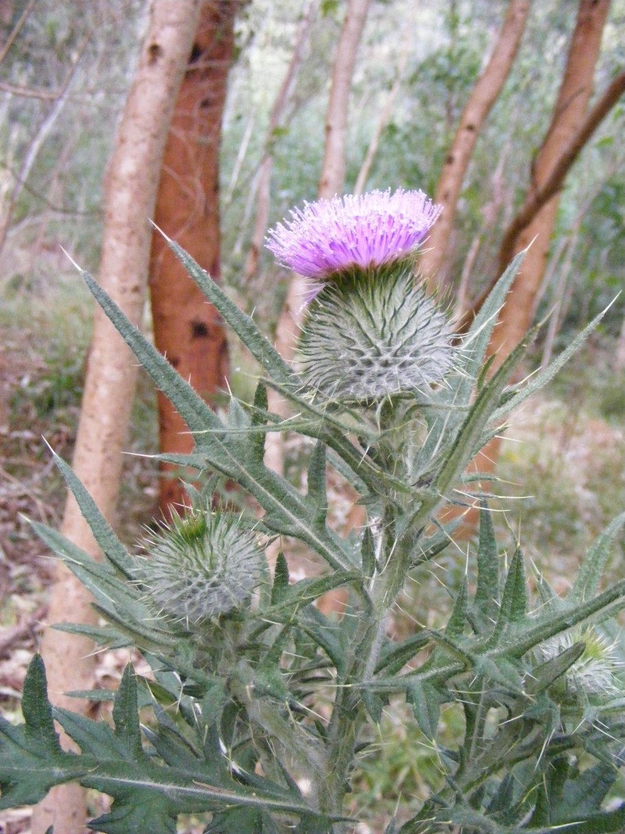 Татарник колючий (чертополох) листья