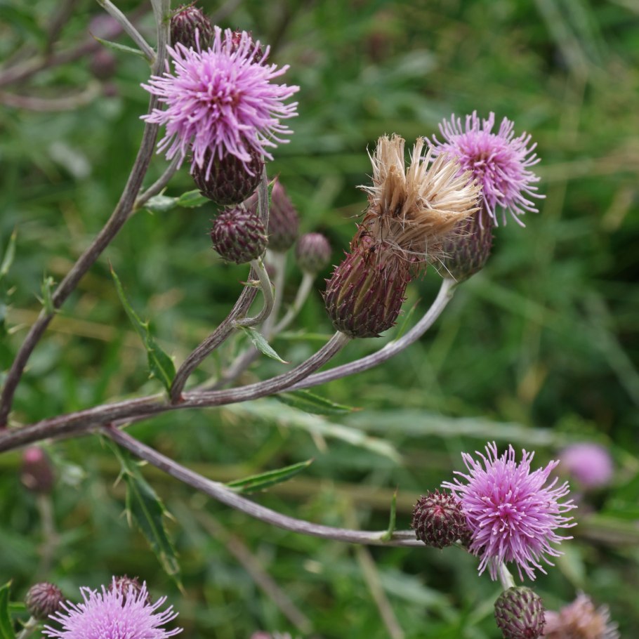 Бодяк обыкновенный (Cirsium vulgare)