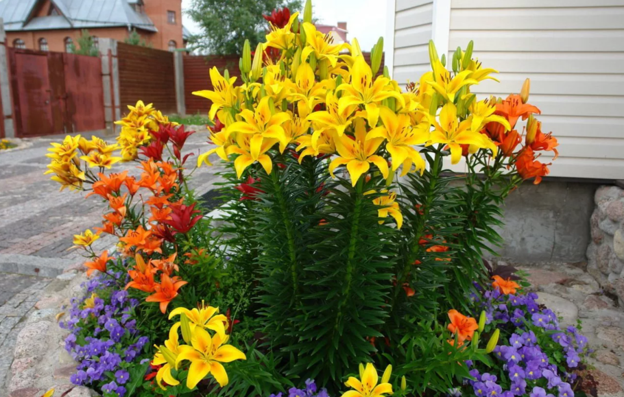 Бархатцы Мимимикс