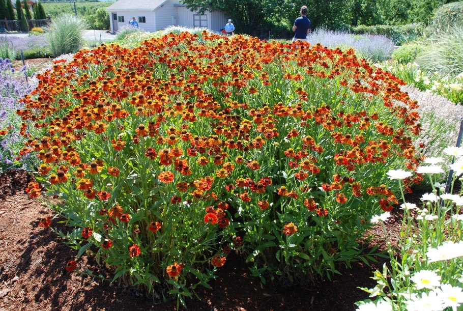 Мультифлора Хризантема палисадник