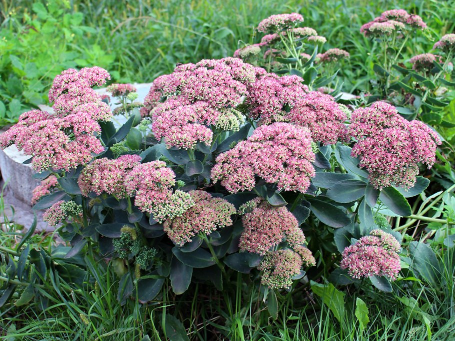 Очиток Видный (Sedum spectabile &#96;Brilliant&#96;)