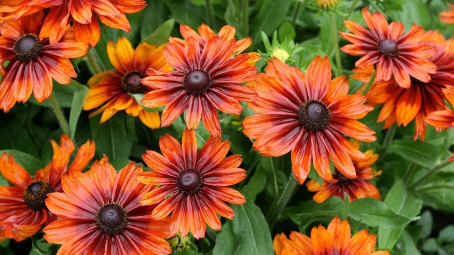 Фиеста цветы многолетники